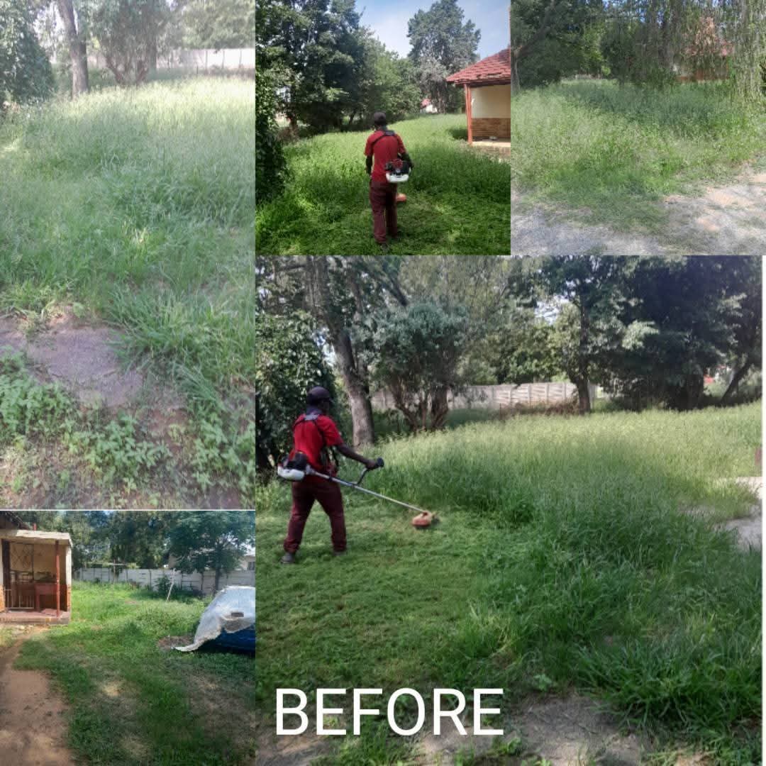 Overgrown Virginia yard before the Lawncare Wizards cleanup